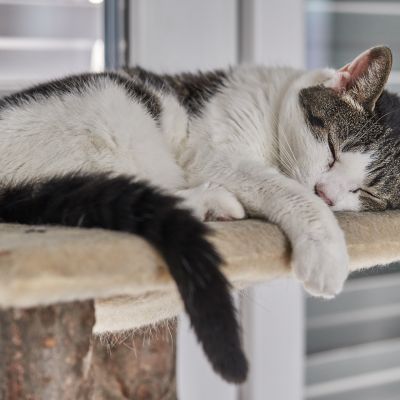 cat-2327899_1920
