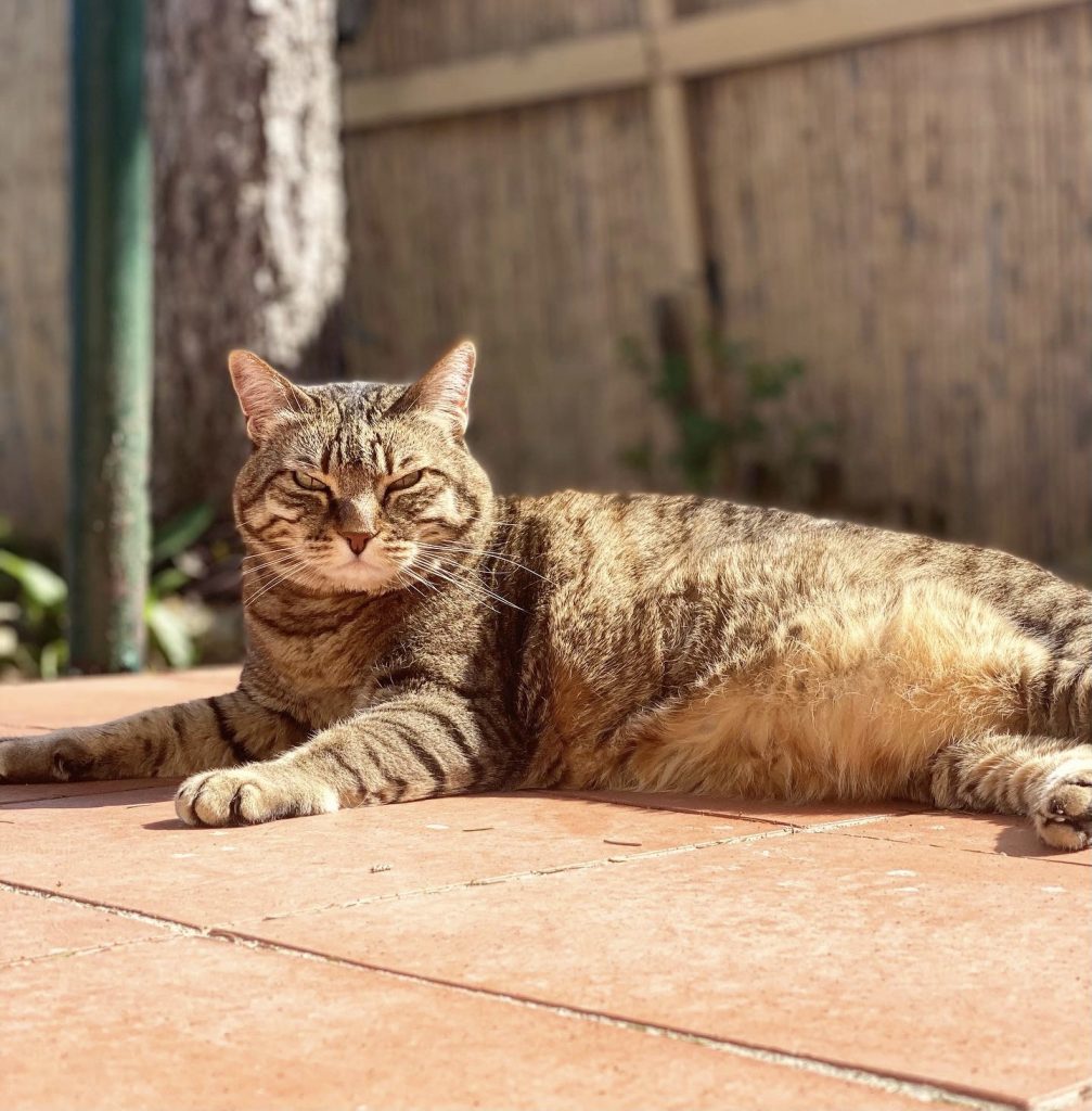 gatto amici di chicco