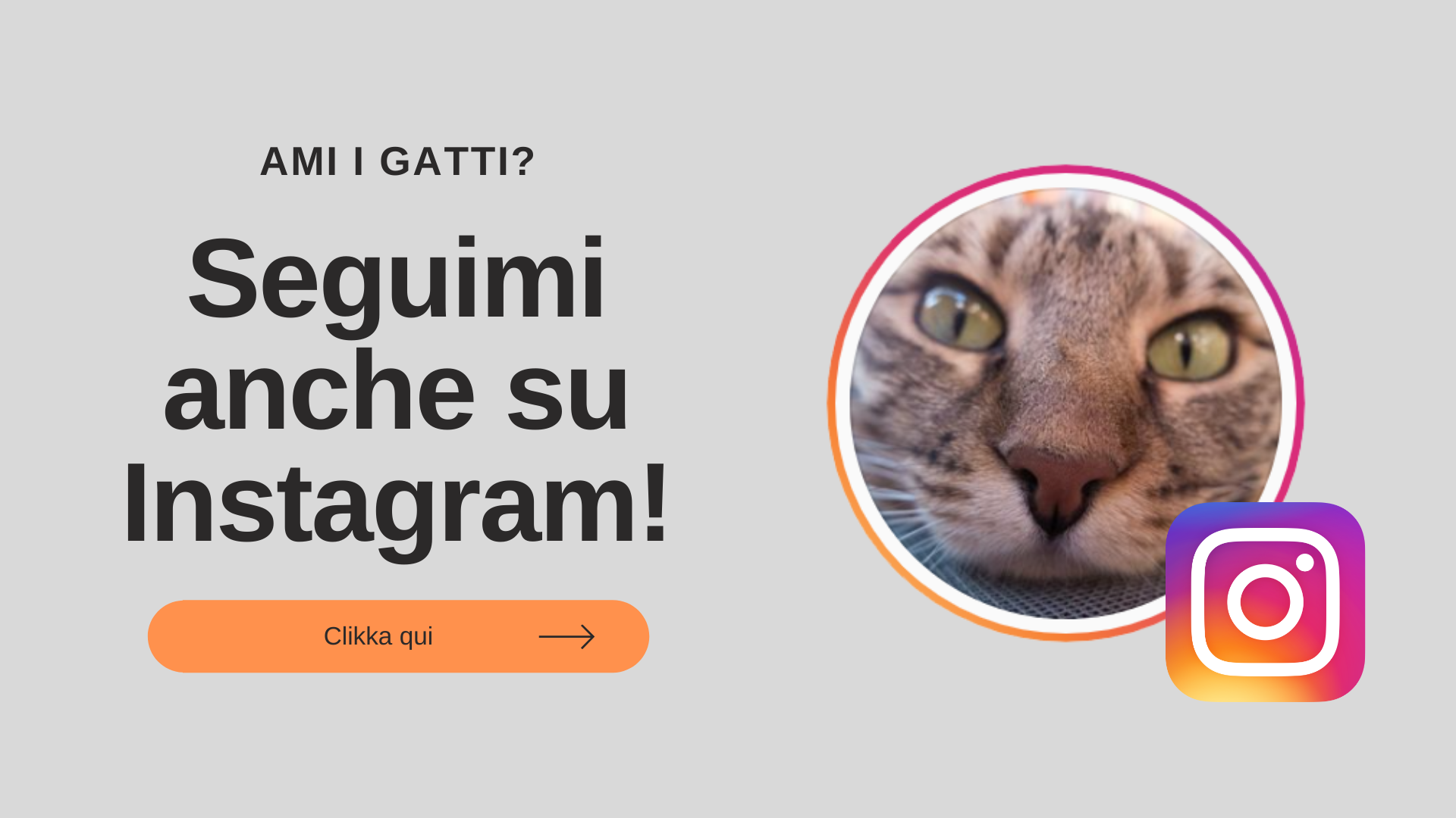 instagram gatto