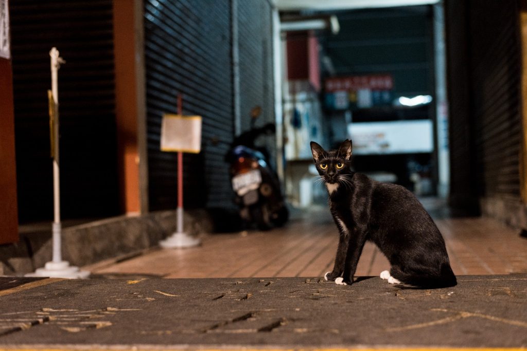 gatto notturno