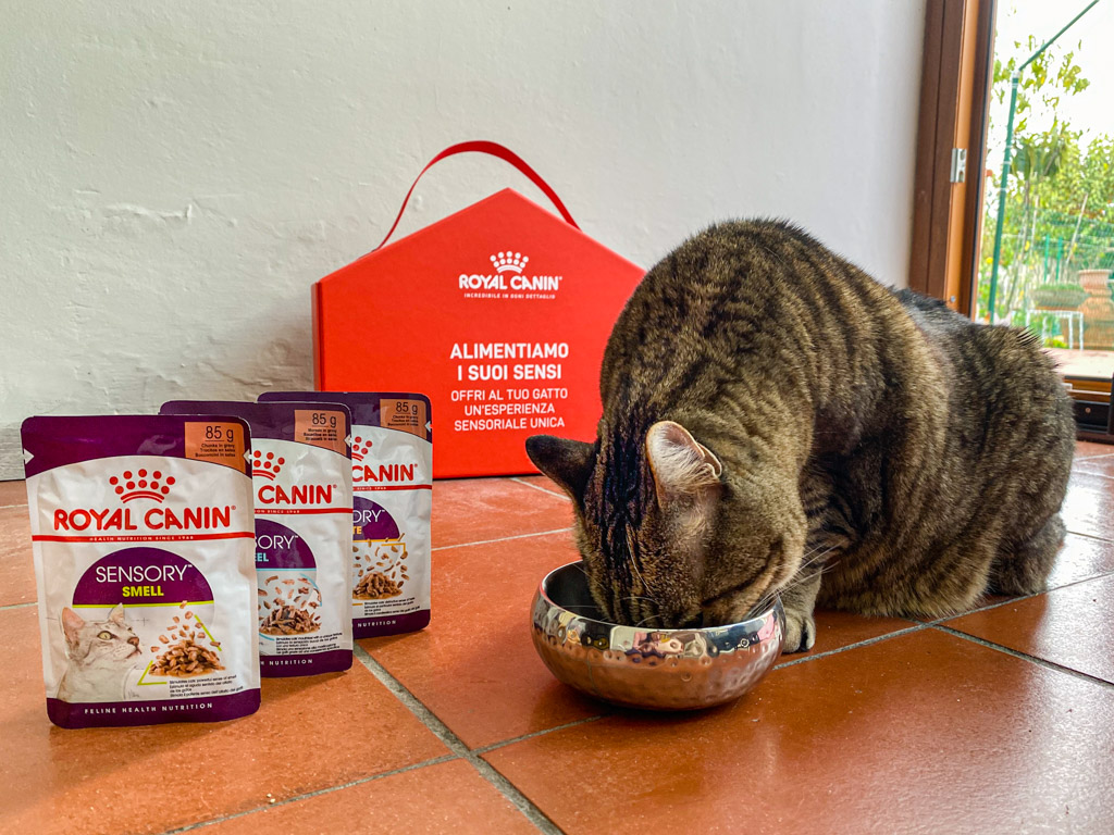 Alimentiamo i suoi sensi Royal Canin Gatto