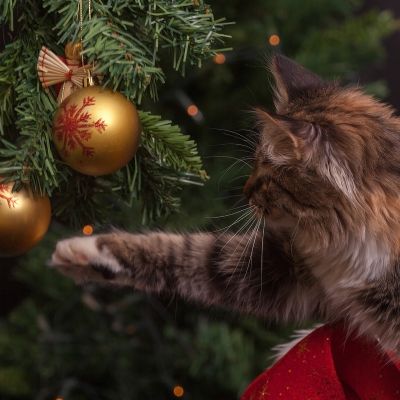 cat-g62039a7aa_1920